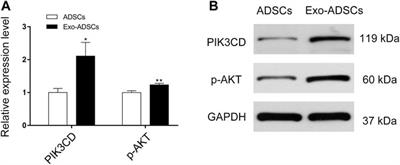 Schwann Cell-Derived Exosomes Induce the Differentiation of Human Adipose-Derived Stem Cells Into Schwann Cells